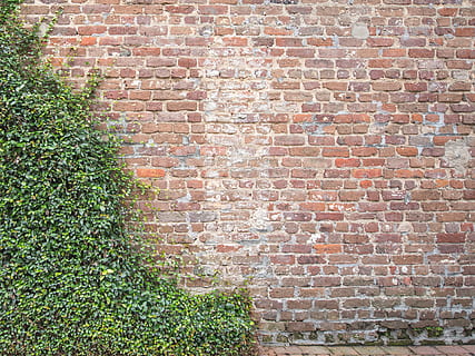 viti, mattone, parete, struttura, muro di mattoni, struttura costruita, architettura, caratteristica della parete, pianta, giorno, nessuno, esterno dell'edificio, crescita, all'aperto, modello, natura, fotogramma intero, sfondi, colore verde, strutturato, edera, costruzione, 4K, CC0, dominio pubblico, privo di copyright