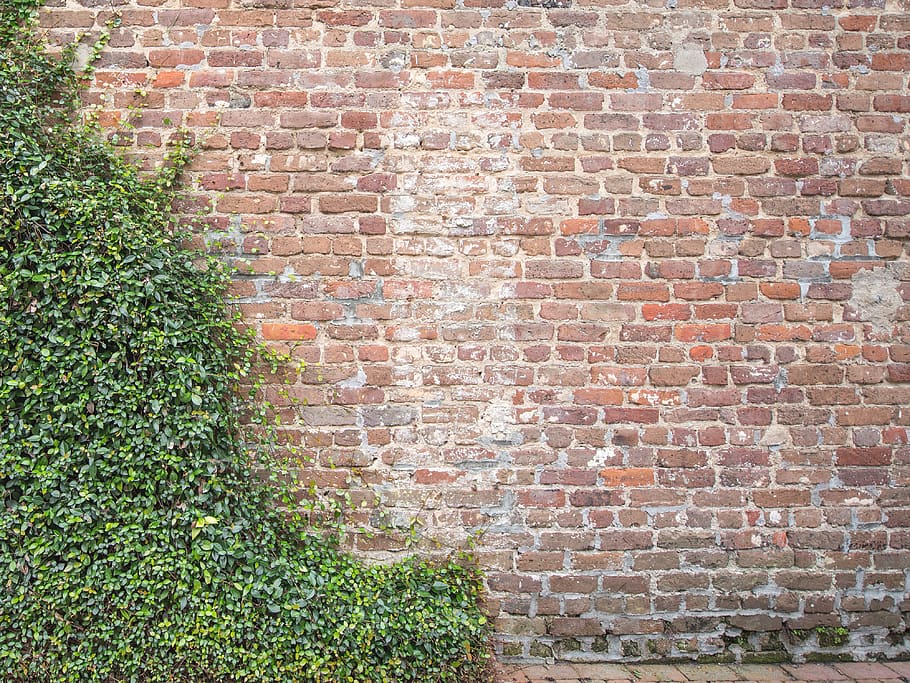 viti, mattone, parete, struttura, muro di mattoni, struttura costruita, architettura, caratteristica della parete, pianta, giorno, nessuno, esterno dell'edificio, crescita, all'aperto, modello, natura, fotogramma intero, sfondi, colore verde, strutturato, edera, costruzione, 4K
