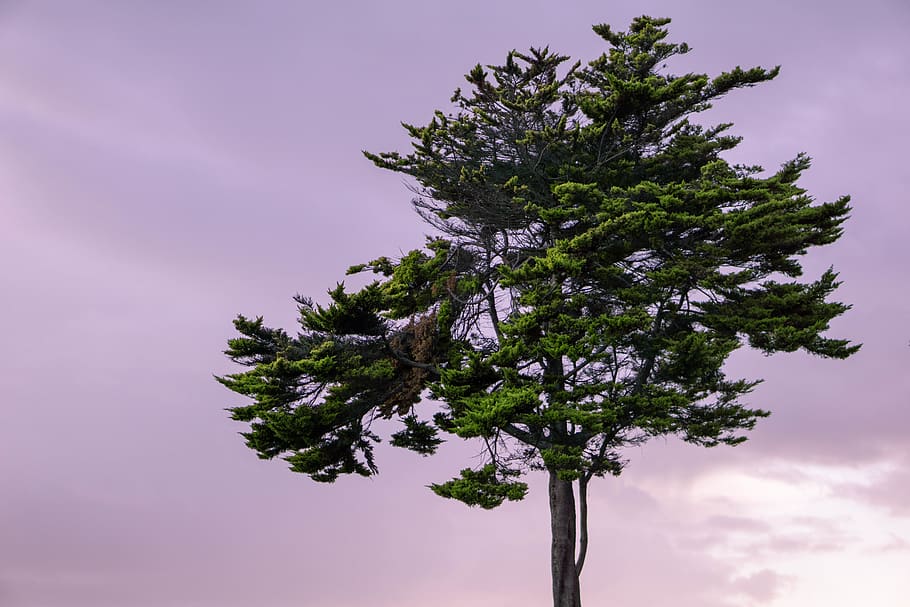 augalų, medis, medžio kamienas, abies, eglės, spygliuočių, pušis, Eglė, maumedis, ąžuolas, klevo, akmuo, kukmedis, saulės šviesa, sycamore, arklys, žinduolių, gyvūnas, žirgas, pobūdį, dangus, grožis gamtoje, augimą, nėra žmonių, žemas kampo vaizdas, ramybė, debesis - dangus, lauke, bagažinė, ramioje scenoje, filialas, vienas medis, vaizdai - gamta, dieną, žalia spalva, ne miesto scenoje, spygliuočių medis, 5K
