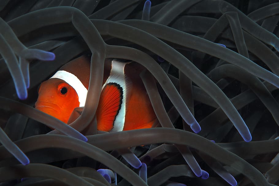 Orange Anemonenfisch, Tierwelt, Tier, Tiere in freier Wildbahn, Tierthemen, unter wasser, Fisch, Schwimmen, Marine, Wasser, Meer, Leben im Meer, Wirbeltier, keine Leute, unterseeisch, Nahansicht, Natur, orange Farbe, Schönheit in der Natur, Koralle, Clownfische, 4K