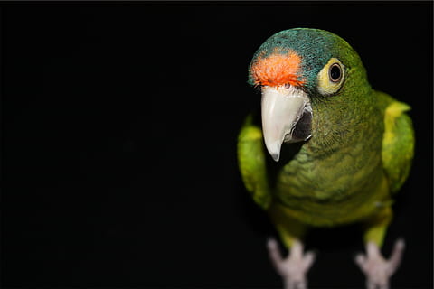 verde, pappagallo, uccello, un animale, vertebrato, temi animali, animale, sfondo nero, fauna selvatica, avvicinamento, girato in studio, animali allo stato selvatico, becco, parte del corpo animale, copia spazio, nessuno, colore verde, natura, in casa, ritratto, parrocchetto, testa di animale, occhio animale, 1080P, CC0, dominio pubblico, privo di copyright