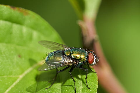 volare, foglia, macro, verde, occhio, avvicinamento, estate, insetto, invertebrato, temi animali, un animale, fauna selvatica, animale, animali allo stato selvatico, parte vegetale, colore verde, pianta, ala animale, natura, messa a fuoco selettiva, giorno, concentrarsi sulle conoscenze acquisite, nessuno, all'aperto, occhio animale, 2K, CC0, dominio pubblico, privo di copyright