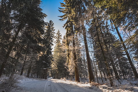 Wald, Schnee, Pfad, Bäume, Tanne, Winter, kalt, Landschaft, Fichte, Weiß, schneebedeckt, Pflanze, kalte Temperatur, Baum, Schönheit in der Natur, Ruhe, Land, Natur, Szenen - Natur, ruhige Szene, Abdeckung, Wachstum, Nicht-städtische Szene, Tag, keine Leute, gefroren, Umgebung, draußen, schneebedeckter Berg, Kiefer, Nadelbaum, 5K, CC0, gemeinfrei, lizenzfrei