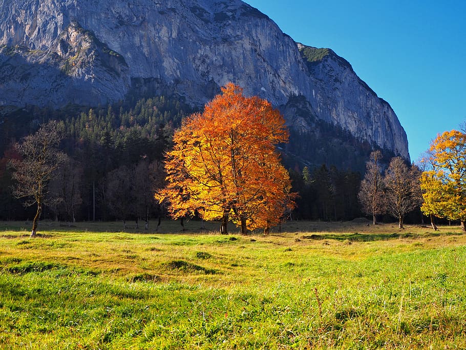 naturalesa, arbre, arbre d'auró, decoloració, tardor, tardor daurat, llum, brillant, planta, bellesa a la natura, terra, tranquil·litat, escena tranquil·la, escenics - natura, herba, paisatge, medi ambient, camp, canvi, muntanya, creixement, dia, cap gent, escena no urbana, color verd, a l'aire lliure, 4K