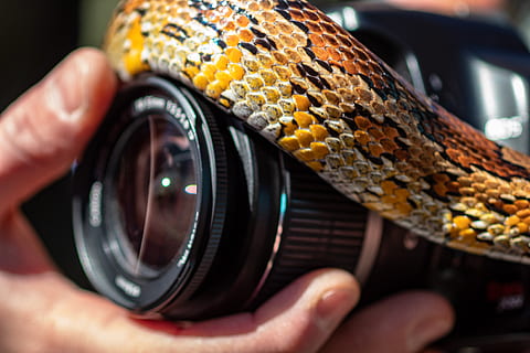 cámara, humano, persona, electrónica, Estados Unidos, Memphis, TN, meeman-shelby forest state park, animal, reptil, serpiente, lente de la cámara, parque Estatal, lente, serpiente de maíz, deslizarse, bosque de meeman-shelby, mano, cámara digital, camara de video, anaconda, mano humana, parte del cuerpo humano, de cerca, un animal, una persona, participación, temas de fotografia, fauna animal, parte del cuerpo del animal, animales en la naturaleza, parte del cuerpo, lente - instrumento óptico, camara - equipo fotografico, centrarse en primer plano, dedo, escala animal, ojo de animal, bocadillo, 2K, CC0, dominio público, libre de derechos