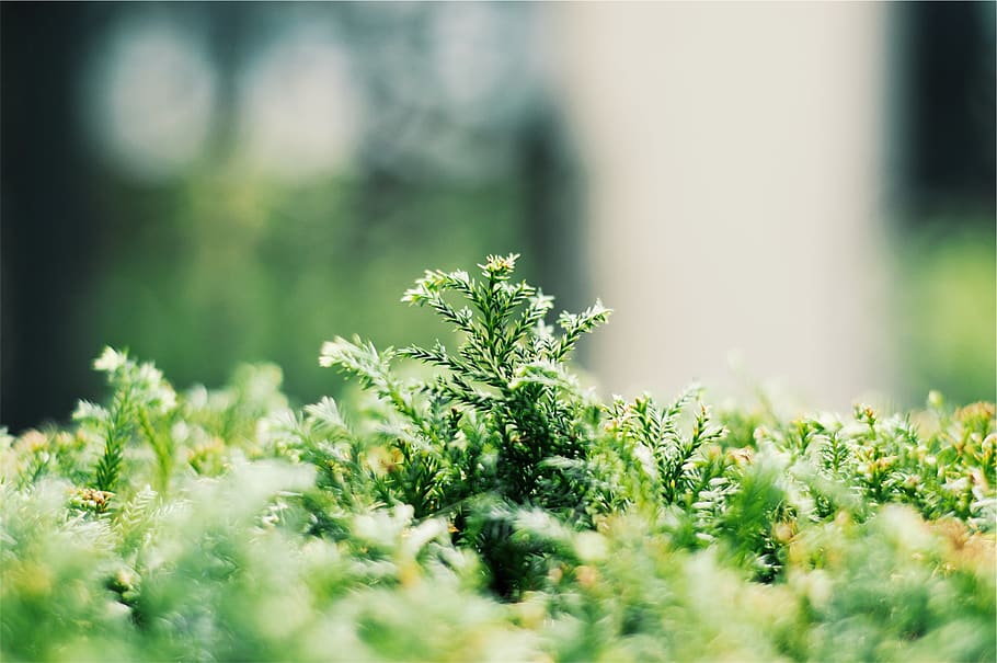 grøn, planter, selektiv fokusering, plante, vækst, grøn farve, skønhed i naturen, dag, ingen mennesker, natur, tæt på, jord, udendørs, friskhed, sollys, Mark, ro, blomst, blad, sårbarhed, træ, skrøbelighed, overflade niveau, lichen, 1080P