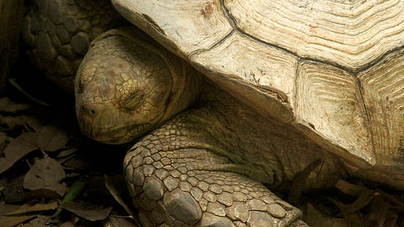 animale, sălbăticie, broasca testoasa, târâtoare, animale tematice, testoasa, animal, animale sălbatice, un animal, a închide, animale vertebrate, animale în sălbăticie, partea corpului animalului, natură, tortoise shell, partea corpului uman, coajă, coajă de animale, în aer liber, parte a corpului, vechi, cap de animal, pe scara animalelor, 5K, CC0, domeniu public, fără drepturi de autor
