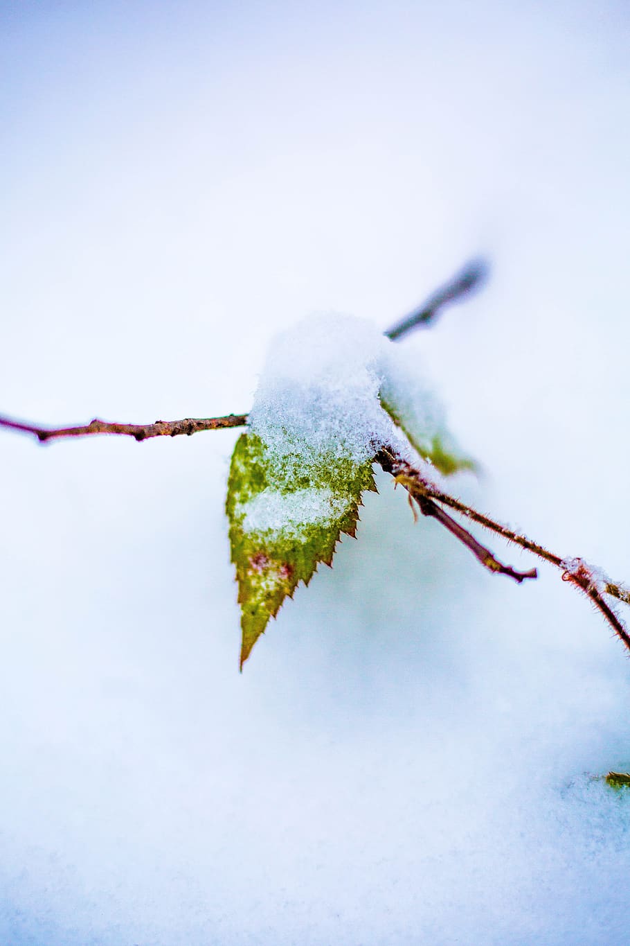 vinter, ark, natur, makro, sne, Skov, gul, blå, kold, løv, blade, kold temperatur, Frosset, tæt på, plante, Kvist, fokus på forgrunden, dag, afdeling, is, hvid farve, ingen mennesker, frost, skønhed i naturen, træ, udendørs, mad og drikke, 5K