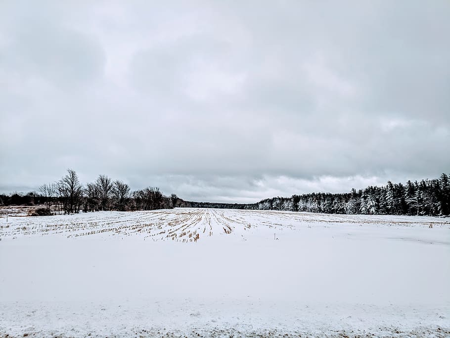 arbres amb neu, naturalesa, a l'aire lliure, arbre, planta, avet, abies, neu, gel, hivern, edifici, camp, rural, paisatge, temps, muntanya, altiplà, habitatge, refugi, sòl, temperatura de fred, núvol - cel, escena tranquil·la, tranquil·litat, escenics - natura, cel, terra, medi ambient, Color blanc, bellesa a la natura, cap gent, escena no urbana, dia, nevar, pi, muntanya nevada, arbre de coníferes, bosc de pi, 4K