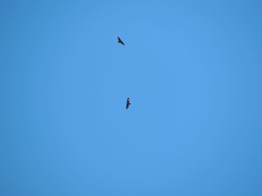França, modane, blau, àguila, ocells, volar, àguiles, cel, volant, ocell, fauna animal, temes d'animals, animal, vertebrats, animals a la natura, vista d’angle baix, cel clar, un animal, cap gent, còpia espai, a l'aire, naturalesa, bellesa a la natura, dia, ales separades, llibertat, a l'aire lliure, 4K