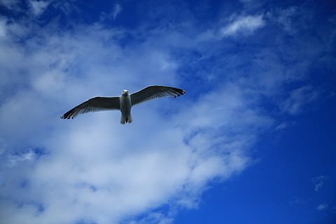 àguila blanca, volant, animals a la natura, núvol - cel, fauna animal, ocell, vista d’angle baix, temes d'animals, vertebrats, ales separades, cel, animal, un animal, a l'aire, blau, cap gent, naturalesa, bellesa a la natura, dia, moviment, a l'aire lliure, gavina, 5K, CC0, domini públic, lliure de regalies