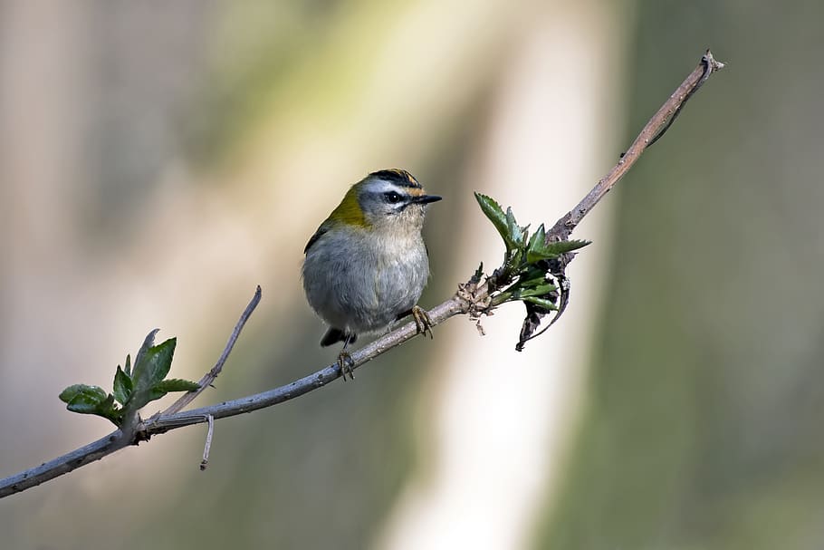 foresta, ramo, albero, firecrest, natura, uccello, temi animali, fauna selvatica, vertebrato, animale, un animale, animali allo stato selvatico, appollaiati, concentrarsi sulle conoscenze acquisite, pianta, avvicinamento, nessuno, giorno, ramoscello, messa a fuoco selettiva, bellezza nella natura, all'aperto, 2K