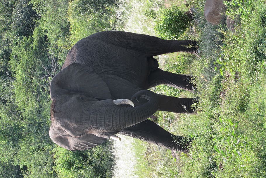 elefant marró, temes d'animals, mamífer, animal, un animal, planta, fauna animal, animals a la natura, elefant, vertebrats, arbre, terra, naturalesa, color verd, dia, bosc, camp, cap gent, creixement, animals domèstics, a l'aire lliure, tronc d’animals, herbívors, elefant africà, 4K