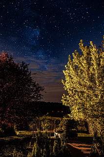 trees, starry sky, nature, sky, outdoors, night, stars, starry, nighttime, astronomy, galaxy, astrophotography, tree, plant, scenics - nature, growth, star - space, space, beauty in nature, no people, architecture, tranquil scene, star, tranquility, built structure, star field, 5K, CC0, public domain, royalty free