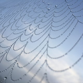 kompleksitet, spindelvæv, edderkop, dug, dryppe, web, struktur, perler, blå, himmel, natur, ingen mennesker, tæt på, selektiv fokusering, indendørs, tekst, fuld ramme, baggrunde, meddelelse, hvid farve, mønster, vestlige script, høj vinkel visning, papir, stilleben, ekstrem nærbillede, dag, kort, 2K, CC0, offentligt domæne, royaltyfrie