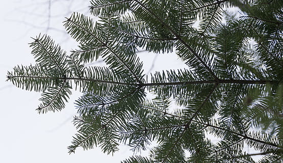 alberi, pineta, foresta, verdura, verde, sempreverde, bokeh, cielo, albero, ramo di un albero, ramo, legna, pianta, crescita, colore verde, nessuno, giorno, natura, bellezza nella natura, Inquadratura dal basso, la tranquillità, albero di conifere, all'aperto, sfondi, foglia, riflessione, scenics - natura, Pino, acqua, direttamente sotto, 5K, CC0, dominio pubblico, privo di copyright