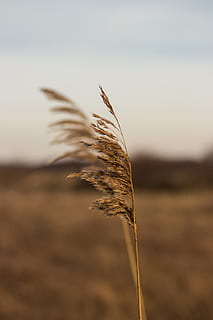 weat, planta, creixement, centrar-se en primer pla, naturalesa, primer pla, cel, bellesa a la natura, agricultura, cap gent, camp, paisatge, tranquil·litat, cultiu, terra, dia, escena rural, a l'aire lliure, planta de cereals, vulnerabilitat, medi ambient, tija, suavitat, 5K, CC0, domini públic, lliure de regalies