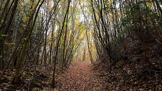 Bos, bomen, glade, licht, weg, pad, natuur, bladeren, herfst, spoor, humeur, mystiek, rust uit, atmosferisch, magie, boom, land-, fabriek, bos-, schoonheid in de natuur, kalmte, niet-stedelijke scène, de weg vooruit, groei, boomstam, scenics - natuur, romp, richting, geen mensen, voetpad, rustige scène, milieu, perspectief verminderen, buitenshuis, verandering, Boomkap, bamboe - plant, dennenbos, treelined, 5K, CC0, publiek domein, royaltyvrij