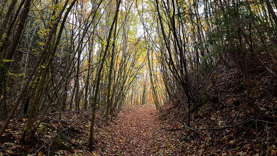 Bos, bomen, glade, licht, weg, pad, natuur, bladeren, herfst, spoor, humeur, mystiek, rust uit, atmosferisch, magie, boom, land-, fabriek, bos-, schoonheid in de natuur, kalmte, niet-stedelijke scène, de weg vooruit, groei, boomstam, scenics - natuur, romp, richting, geen mensen, voetpad, rustige scène, milieu, perspectief verminderen, buitenshuis, verandering, Boomkap, bamboe - plant, dennenbos, treelined, 5K