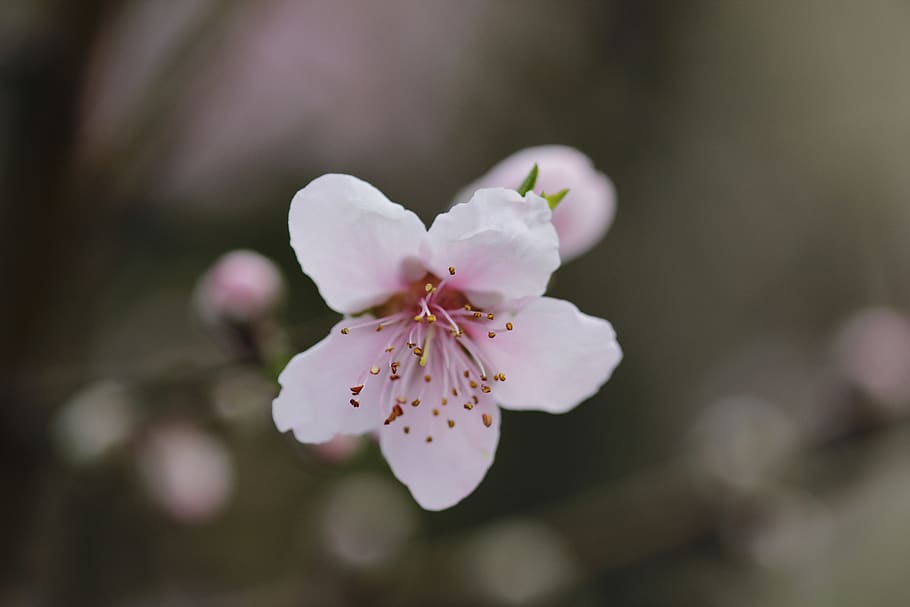 Blume, Pfirsichbaum, Frühling, Flora, Botaniker, blühende Pflanze, Pflanze, Zerbrechlichkeit, Schönheit in der Natur, Frische, Verletzlichkeit, Blütenblatt, Wachstum, Nahansicht, blühen, Blütenstand, Natur, Pollen, Blütenkopf, keine Leute, pinke Farbe, Tag, draußen, Kirschblüte, Kirschbaum, 5K