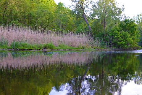 Landschaft, Reflexion, Bäume, Fluss, Wasser, See, Strom, Binsen, Frühling, Wellen, Gras, Natur, Wald, Gebüsch, Baum, Pflanze, Ruhe, Schönheit in der Natur, ruhige Szene, Szenen - Natur, grüne Farbe, keine Leute, Wachstum, idyllisch, Nicht-städtische Szene, Ufergegend, Tag, Land, draußen, 4K, CC0, gemeinfrei, lizenzfrei
