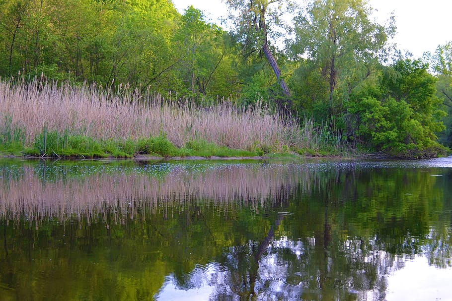 landskab, afspejling, træer, flod, vand, sø, strøm, bullrushes, forår, krusninger, græs, natur, Skov, buske, træ, plante, ro, skønhed i naturen, rolig scene, scenics - natur, grøn farve, ingen mennesker, vækst, idyllisk, ikke-urbane scene, havnefronten, dag, jord, udendørs, 4K