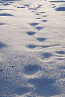 nieve, rastro, Dom, frío, invierno, naturaleza, paisaje, blanco, huellas, temperatura fría, vista de alto ángulo, nadie, día, cubierta, belleza en la naturaleza, tierra, el color blanco, animal, vertebrado, temas de animales, al aire libre, tranquilidad, paisajes - naturaleza, animales en la naturaleza, fotograma completo, Montaña cubierta de nieve, nieve en polvo, 2K, CC0, dominio público, libre de derechos