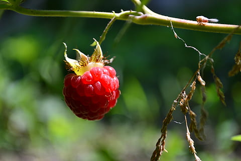 hungary, dévaványa, raspberry, fruit, red, healthy eating, food, food and drink, plant, close-up, focus on foreground, freshness, growth, berry fruit, nature, no people, day, wellbeing, beauty in nature, plant stem, selective focus, outdoors, tree, ripe, sepal, 4K, CC0, public domain, royalty free