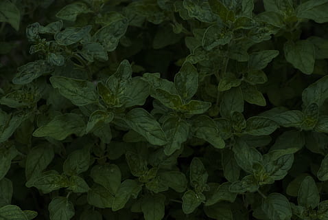 Maďarsko, sárvár, textura, list, mentha, zahrada, Příroda, rostlinné části, celý rám, rostlina, zelená barva, pozadí, růst, nikdo, krása v přírodě, svěžest, detail, jídlo a pití, jídlo, venku, přímo nad, vysoký úhel pohledu, hojnost, křehkost, blahobyt, bylina, listy, 4K, CC0, veřejná doména, bez autorských práv