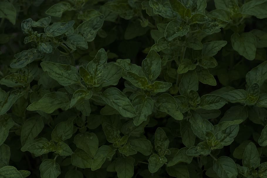 Hongria, sárvár, textura, full, mentha, jardí, naturalesa, part de la planta, marc complet, planta, color verd, fons, creixement, cap gent, bellesa a la natura, frescor, primer pla, menjar i beguda, menjar, a l'aire lliure, directament a sobre, vista d’angle alt, abundància, fragilitat, benestar, herba, fulles, 4K