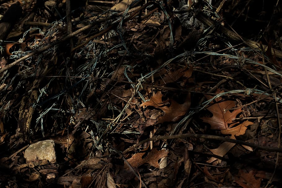 fulles seques, planta, full, sòl, animal, filferro, escombraries, pics, naturalesa, mamífer, vida salvatge, fotografia, foto, rèptil, serp, python de roca, caní, guineu, kit de guineu, fong, bolets, terra, camp, sec, cap gent, dia, vista d’angle alt, part de la planta, bosc, primer pla, creixement, a l'aire lliure, desordenat, caient, arbre, enfocament selectiu, animals a la natura, temes d'animals, fulles, pal - part de la planta, 5K