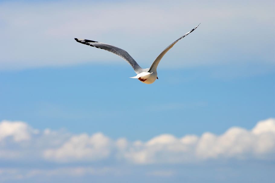 Seagul, cer, zbor, animale sălbatice, animale tematice, animal, un animal, animale în sălbăticie, aripi împrăștiate, animale vertebrate, pasăre, nor - cer, la mijlocul-aer, vedere unghiulară joasă, nici o persoana, pescăruş de mare, natură, zi, frumusețe în natură, mişcare, în aer liber, 2K