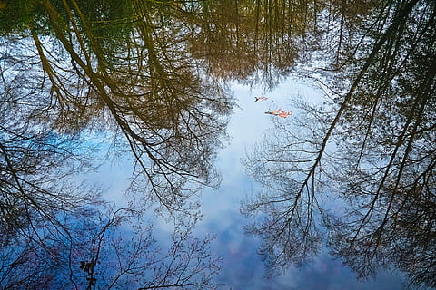Bäume, See, Reflexion, Spiegeln, Stimmung, sich ausruhen, Wasser, Wolken, Wald, Natur, Entspannung, idyllisch, ruhig, immer noch, Atmosphäre, Blau, Teich, Baum, Pflanze, Ast, Tag, Ruhe, Schönheit in der Natur, Wachstum, Flachwinkelansicht, Szenen - Natur, Himmel, keine Leute, draußen, ruhige Szene, Land, Wirbeltier, Tier, Nicht-städtische Szene, 4K, CC0, gemeinfrei, lizenzfrei