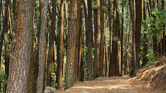 fusta, arbre, naturalesa, paisatge, bon temps, pi, a l'aire lliure, més alt, branca, conífera, flora, medi ambient, sol, sequoia, de fulla perenne, parc, temporada, creixement, full, vagamon, Kerala, idukki, biologia, bosc, natural, verd, planta, color, ecologia, estiu, fulles, llum solar, tronc, salvatge, camp, viatjar, tronc de l'arbre, tranquil·litat, terra, cap gent, bellesa a la natura, escena tranquil·la, dia, escena no urbana, escenics - natura, sendera, arbre de coníferes, bosc de pi, 4K, CC0, domini públic, lliure de regalies