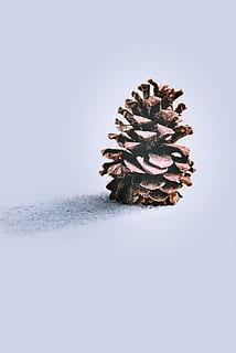 pine cone, studio shot, copy space, plant, nature, indoors, no people, white background, cold temperature, tree, snow, close-up, winter, beauty in nature, freshness, still life, sky, cut out, digital composite, coniferous tree, 5K, CC0, public domain, royalty free