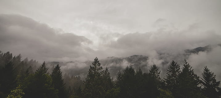 Forrest, overskyet, dag, Skov, træ, Sky, landskab, tåge, bjerg, natur, naturskøn, fyrretræ, himmel, sepium, naturlig, liv, vild, udendørs, sky - himmel, scenics, vejr, skønhed i naturen, sommer, cloudscape, baggrunde, sæson, bakke, bjergtop, ingen mennesker, morgen, mørk, blå, 2K, CC0, offentligt domæne, royaltyfrie