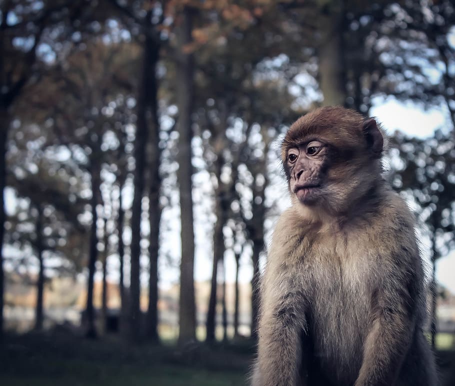mico, trist, zoo, primat, jungla, reflexiu, captivitat, empresonat, criatura, tristesa, salvatge, mans, arbre, animal, temes d'animals, mamífer, animals a la natura, un animal, fauna animal, centrar-se en primer pla, vertebrats, planta, dia, bosc, terra, cap gent, naturalesa, a l'aire lliure, mirant, mirant cap a fora, 2K