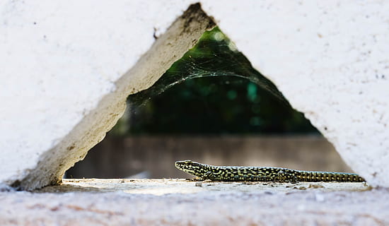 lizard, nature, triangle, reptile, one animal, animal themes, animal, animal wildlife, vertebrate, animals in the wild, no people, day, close-up, focus on foreground, selective focus, outdoors, architecture, wall - building feature, built structure, animal body part, wall, animal head, mouth open, 5K, CC0, public domain, royalty free