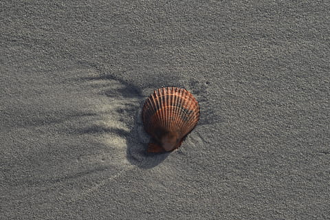 petxina de mar, shell, platja, fauna animal, cap gent, dia, naturalesa, un animal, animal, temes d'animals, terra, vista d’angle alt, animals a la natura, primer pla, bellesa a la natura, closca d’animals, textura, sorra, a l'aire lliure, patró natural, marí, 5K, CC0, domini públic, lliure de regalies