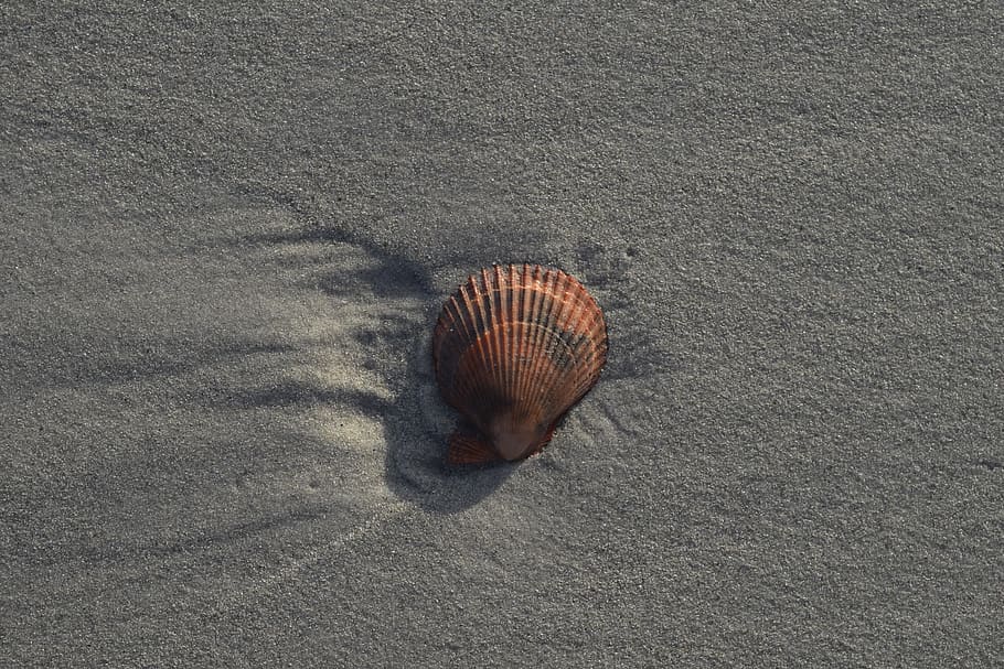petxina de mar, shell, platja, fauna animal, cap gent, dia, naturalesa, un animal, animal, temes d'animals, terra, vista d’angle alt, animals a la natura, primer pla, bellesa a la natura, closca d’animals, textura, sorra, a l'aire lliure, patró natural, marí, 5K