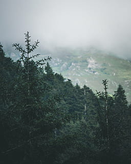 Pinheiros, floresta, nuvens, conífera, alvorecer, luz do dia, meio Ambiente, sempre-viva, névoa, nebuloso, grama, papel de parede hd, panorama, leve, montanha, natureza, ao ar livre, cênico, viagem, arvores, clima, árvore, plantar, tranquilidade, terra, crescimento, beleza na natureza, cena tranquila, scenics - natureza, ninguém, céu, cor verde, dia, cena não urbana, árvore conífera, floresta tropical, 4K, CC0, domínio público, royalty free
