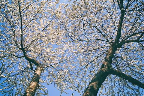 spring, trees, flowers, sky, blue, light, tree, low angle view, plant, branch, beauty in nature, nature, growth, day, no people, tranquility, outdoors, trunk, tree trunk, flower, blossom, springtime, flowering plant, full frame, bare tree, tree canopy, 2K, CC0, public domain, royalty free
