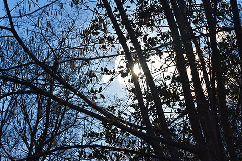 branch, bare, winter tree, leafless, tangle, tangled branches, nature, silhouette, tree silhouette, tree, plant, sky, low angle view, tranquility, beauty in nature, growth, no people, forest, sunlight, day, land, outdoors, bare tree, tranquil scene, trunk, tree trunk, tree canopy, 5K, CC0, public domain, royalty free