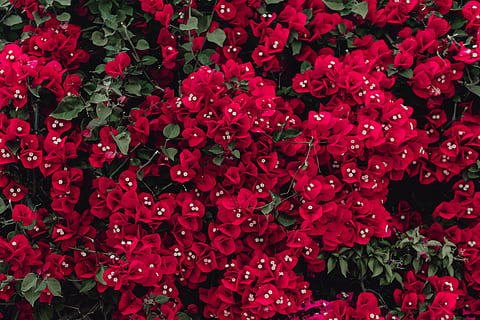 rood, bloemen, bougainvillea boom, Portugal, flora, abstract, achtergrond, bloeien, bloeiend, kleurrijke, boom, structuur, bloesem, Purper, bougainvillea, volledig kader, bloem, bloeiende plant, achtergronden, fabriek, detailopname, schoonheid in de natuur, bloemblad, bloemhoofd, overvloed, bloeiwijze, versheid, kwetsbaarheid, breekbaarheid, geen mensen, groei, natuur, grote groep objecten, levendige kleuren, Bos bloemen, Valentijnsdag - vakantie, bloemstuk, boeket, 4K, CC0, publiek domein, royaltyvrij