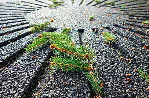 barnåler, furutre, gren, nål, Evergreen, fallet furu nål, stein, grønn farge, dag, nærbilde, ingen folk, natur, anlegg, vekst, høy vinkel visning, blad, plante del, utendørs, strukturert, skjønnhet i naturen, selektiv fokusering, fokusere på forgrunnen, sollys, land, fast, felt, mønster, nåletre, 4K, CC0, offentlig domene, opphavsrett gratis