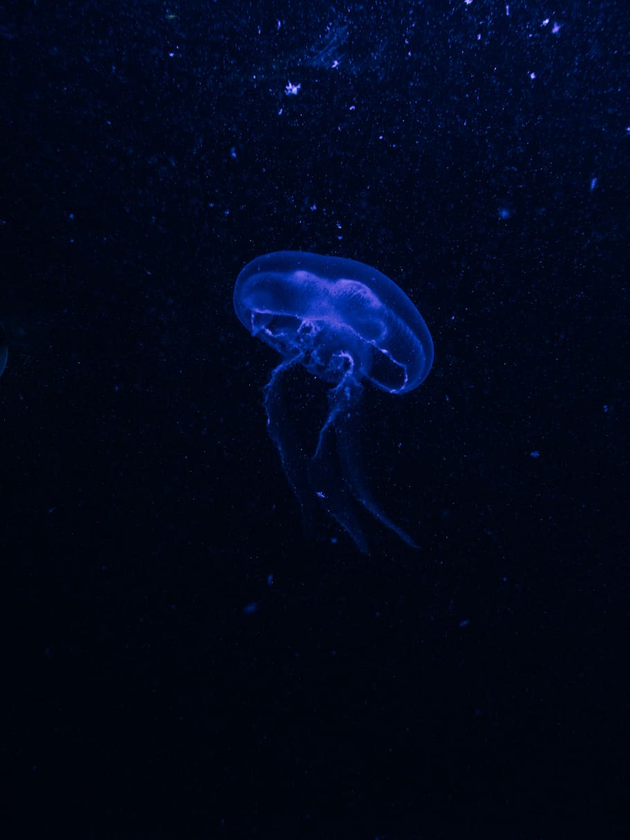 meduses blaves, animal, invertebrat, meduses, la vida marina, a l'aire lliure, naturalesa, oceà, mar, aigua, escull, aquàtics, Escull de corall, sota l'aigua, anemone de mar, cloïssa, petxina de mar, esponja animal, manta ray, peix, astronomia, animals a la natura, fauna animal, temes d'animals, nedar, marí, blau, un animal, cap gent, submarí, animals en captivitat, dipòsit, fons negre, 2K