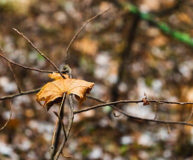 Pflanze, Blatt, Baum, Ahorn, Tier, wirbellos, Insekt, Ahornblatt, Venen, Baumstamm, Vogel, Jay, Birke, Blue Jay, Boden, Draht, Cricket-Insekt, Pollen, Wurzel, Redwood, Fokus auf den Vordergrund, Pflanzenteil, Nahansicht, Schönheit in der Natur, keine Leute, Natur, Tag, Herbst, Veränderung, Ast, draußen, Zweig, trocken, Wachstum, selektiver Fokus, Verletzlichkeit, Zerbrechlichkeit, tote Pflanze, Blätter, natürlicher Zustand, verwelkte Pflanze, getrocknet, 4K, CC0, gemeinfrei, lizenzfrei