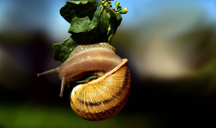 cargol, penjant, mol·lusc, marisc, shell, remolí, al seu torn, primer pla, animal, naturalesa, escalar, lentament, temps, resistència, petit, gasteròpode, fauna animal, temes d'animals, invertebrat, cap gent, centrar-se en primer pla, closca d’animals, animals a la natura, planta, part de la planta, full, dia, un animal, enfocament selectiu, 5K