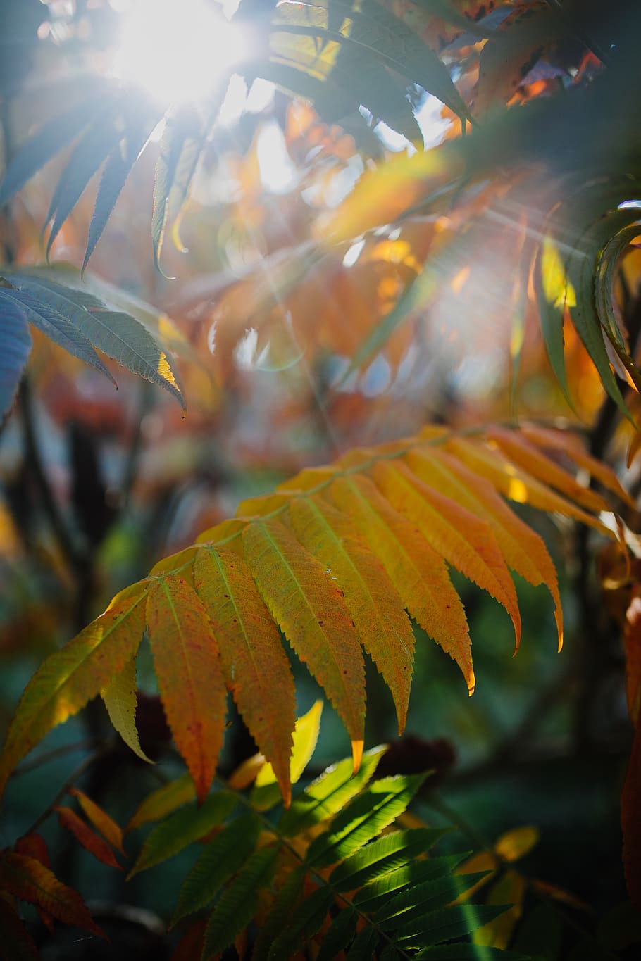 Orangenblatt Pflanze, Blatt, Pflanzenteil, Wachstum, Pflanze, Schönheit in der Natur, Natur, Nahansicht, Herbst, Tag, keine Leute, Baum, Veränderung, selektiver Fokus, Blätter, grüne Farbe, Ast, Fokus auf den Vordergrund, draußen, Sonnenlicht, Ruhe, Ahornblatt, 4K