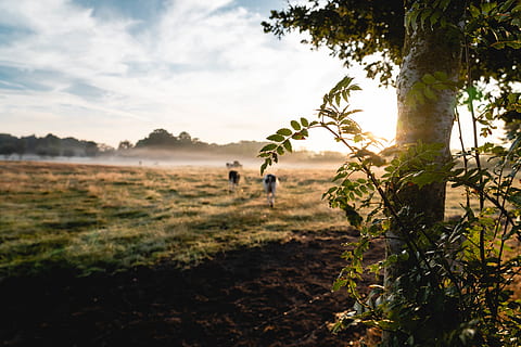 bilde, hvit, svart, dyr, grønn, felt, tre, skyer, kyr, soloppgang, dagslys, tidlig morgen, tåke, tåkete, gress, landskap, natur, beitemark, scenisk, himmel, sol, trær, Bred vinkel, nettinggjerde, anlegg, land, sollys, ekte folk, miljø, sky - himmel, dag, skjønnhet i naturen, vekst, naturskjønnhet - natur, utendørs, menn, fritidsaktivitet, mennesker, ro, lysskjær, 5K, CC0, offentlig domene, opphavsrett gratis